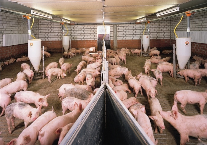 Африканская чума свиней: профессионалы свиноводства из разных стран делятся опытом в отношении...