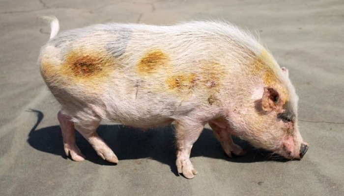 Лабораторная диагностика: Рожа свиней