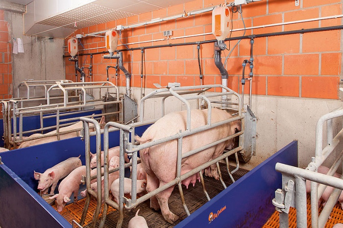 Системы кормления для лактирующих свиноматок (Часть 2)