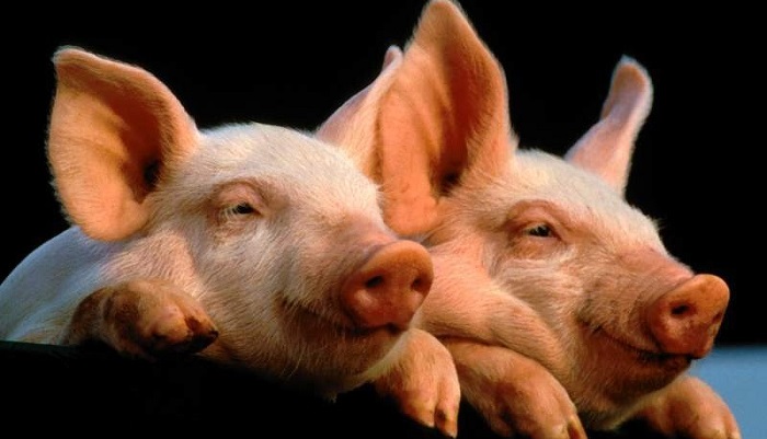 Стандартный метод работы сво свиньями: Купирование хвоста поросенка