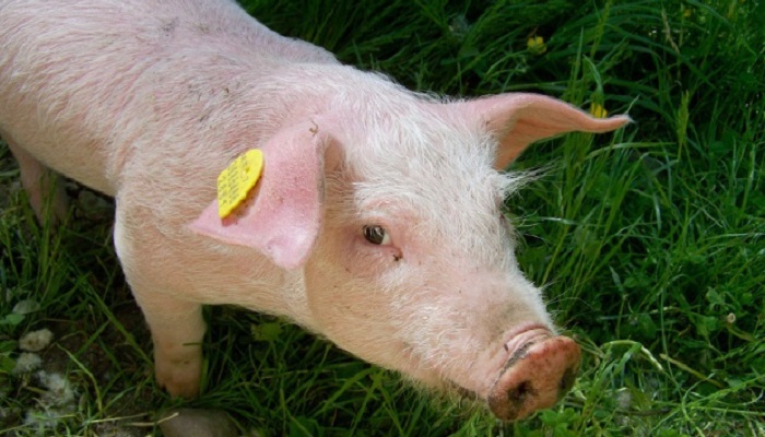 Кубань хочет за три года восстановить поголовье свиней после АЧС