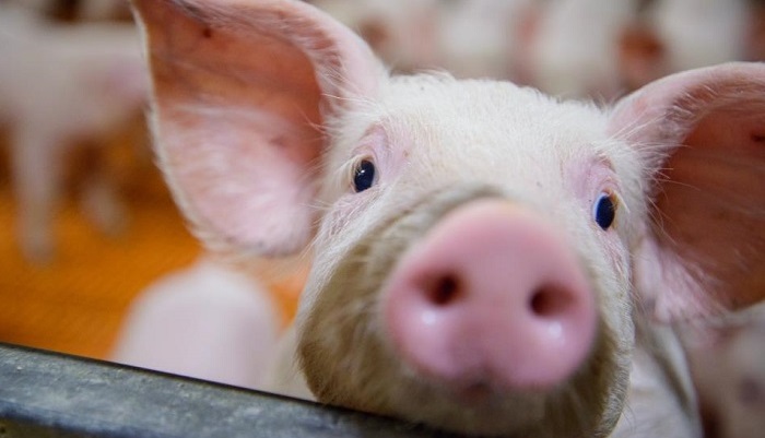 Цирковирусная инфекция свиней (ЦВС2): иммунный ответ и оценка эффективности вакц...