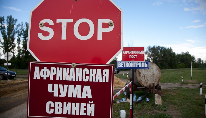 Африканская чума свиней: угроза на границе Калининградской области и Польши