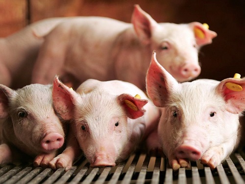 Ученые разрабатывают альтернативы антибиотикам для лечения свиней от PID