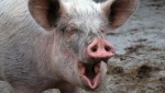 Биологи из Копенгагенского университета научились понимать хрюканье и визг свиней