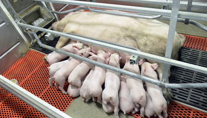 Цена низкой сохранности свиноматок